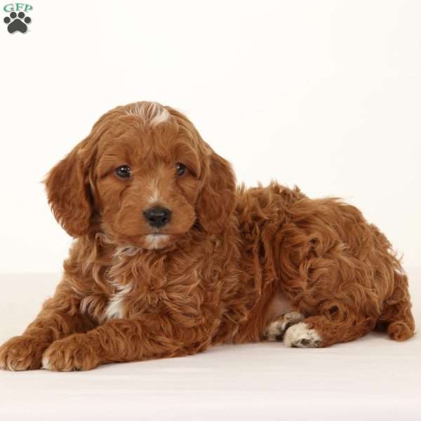 Tommy, Brittnepoo Puppy